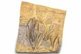 Ordovician Fossil Crinoid Plate - Marzane, Morocco #289488-1